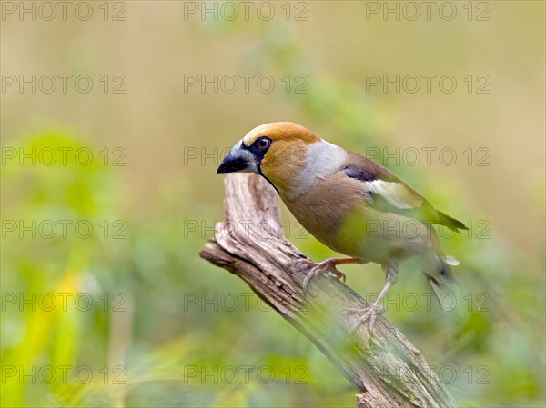 Hawfinch