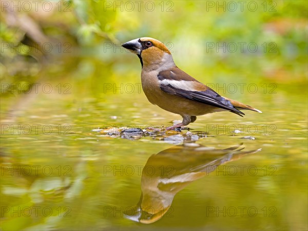 Hawfinch