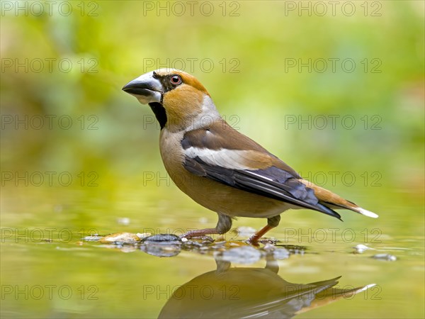 Hawfinch