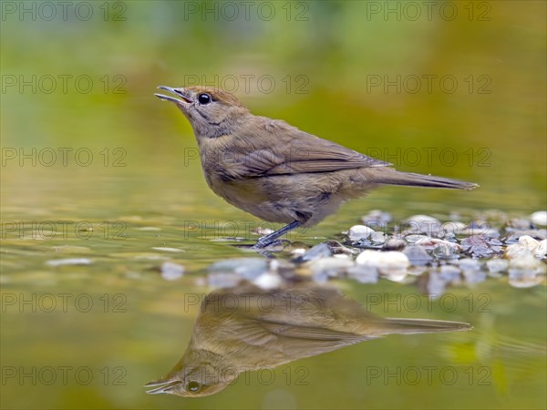 Blackcap