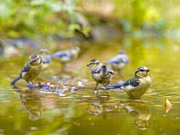 Blue tits