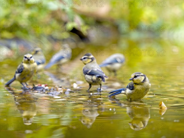 Blue tits