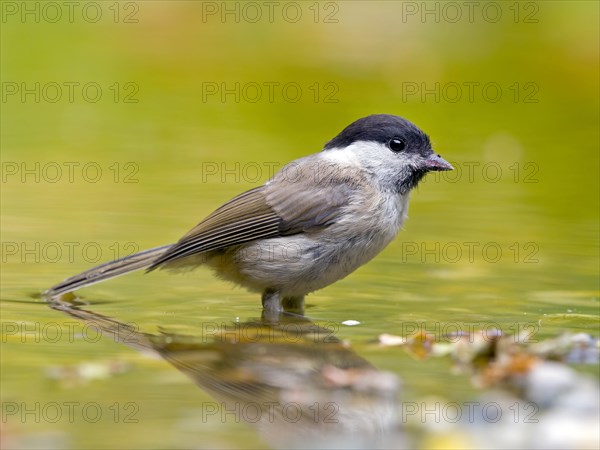 Marsh Tit