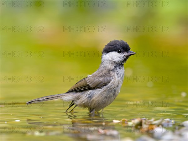 Marsh Tit