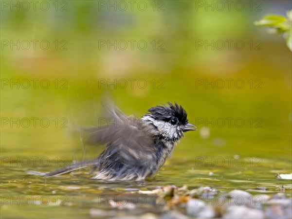 Marsh Tit