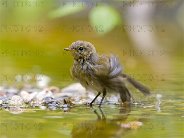 Common Chiffchaff