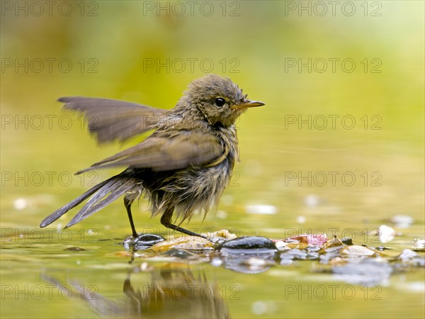 Common Chiffchaff