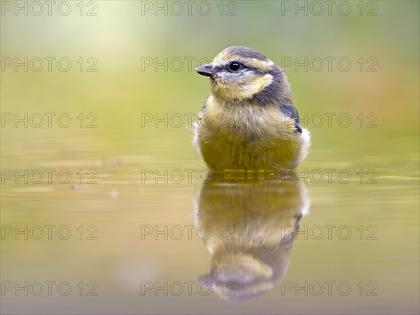 Blue Tit