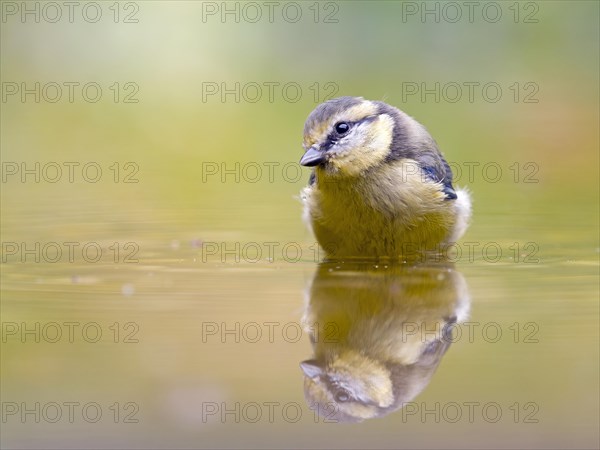 Blue Tit