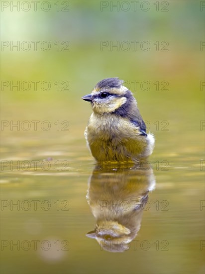 Blue Tit