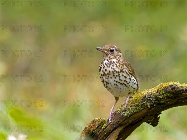 Song Thrush