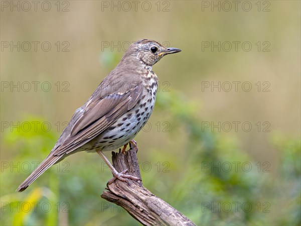 Song Thrush