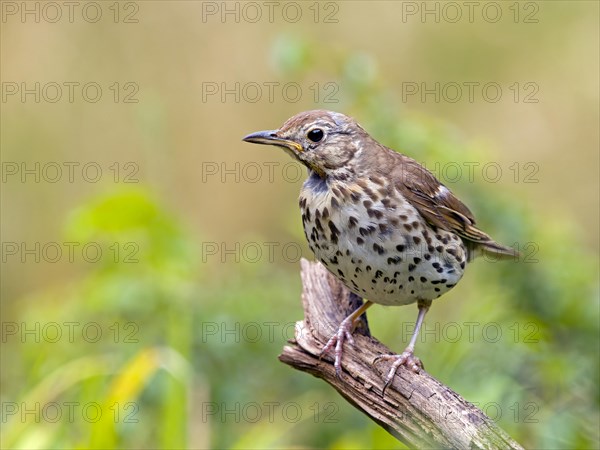 Song Thrush