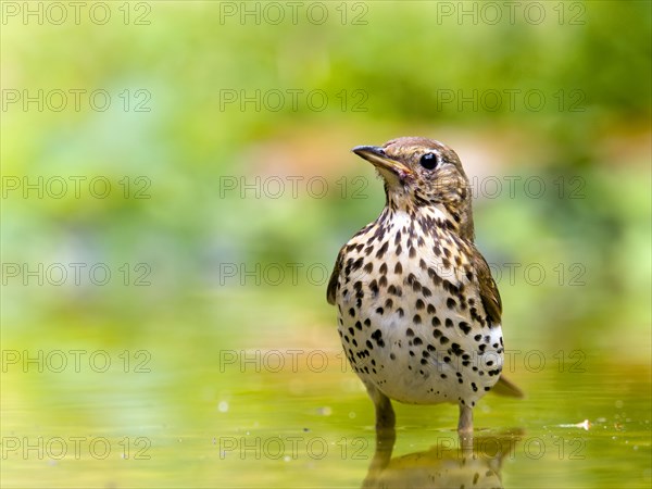 Song Thrush