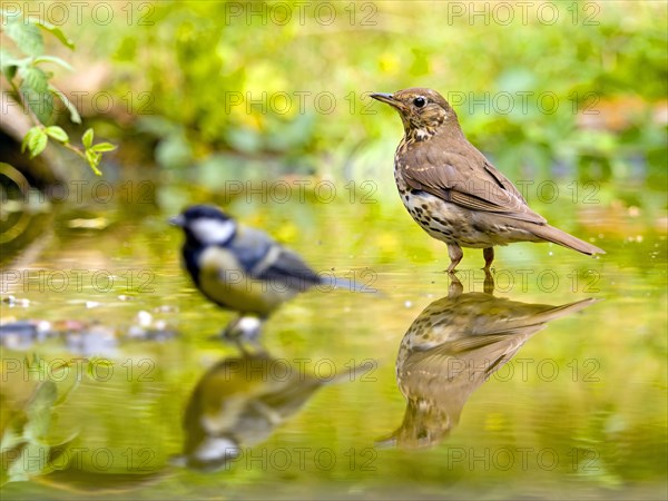 Song Thrush