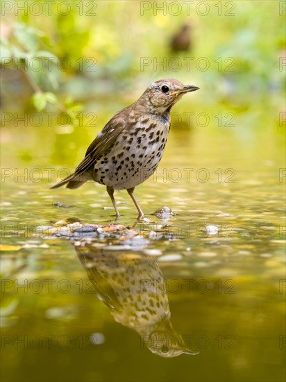 Song Thrush