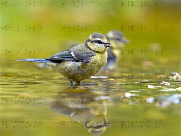 Blue Tit