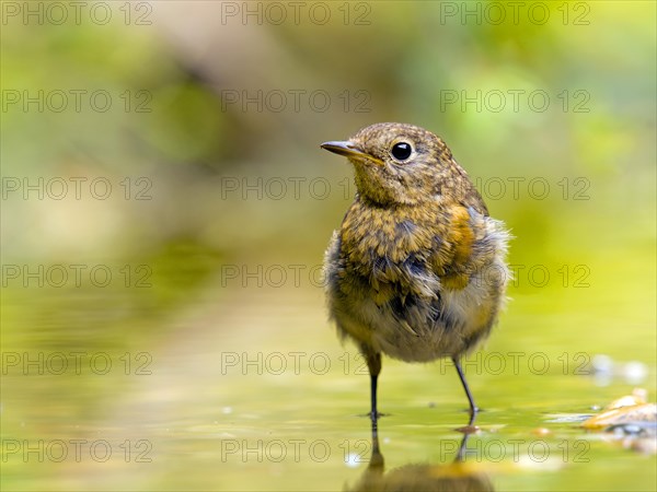 European robin