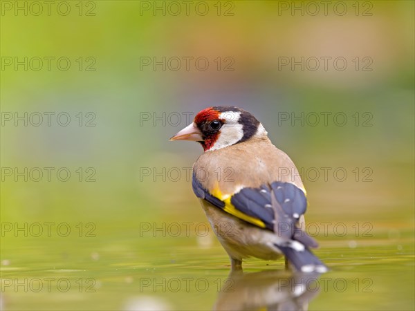 Goldfinch