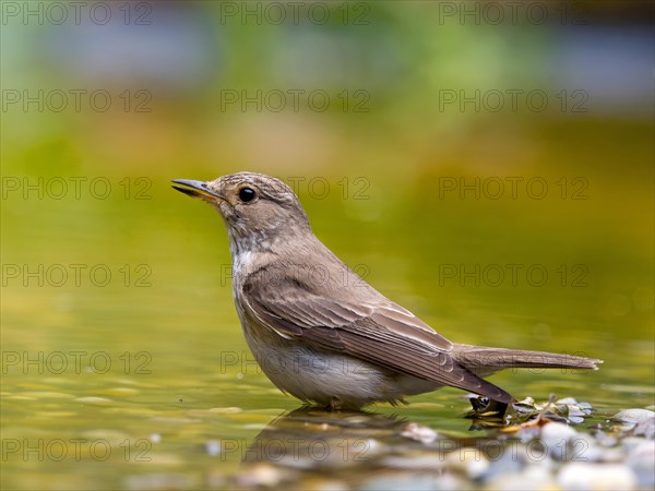 Spotted flycatcher