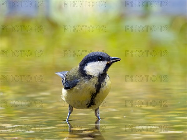 Great tit