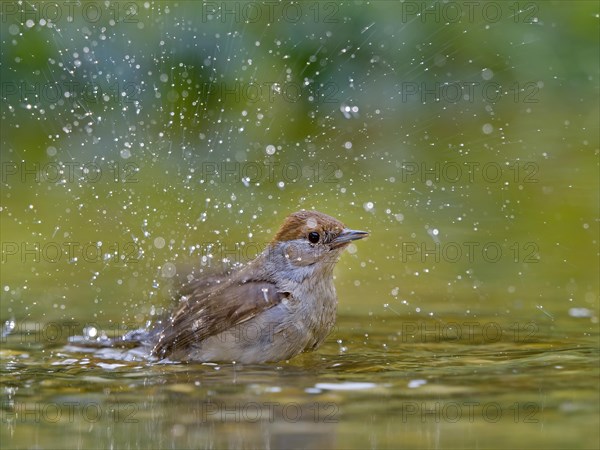 Blackcap