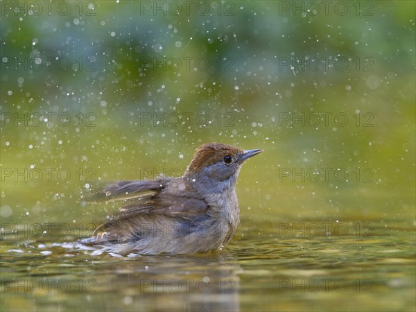 Blackcap