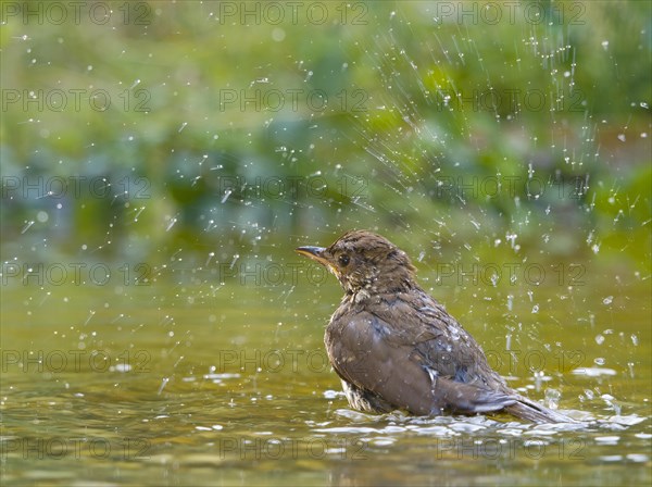 Song Thrush