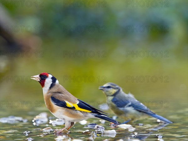 Goldfinch