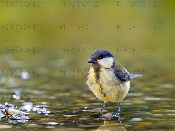 Great Tit