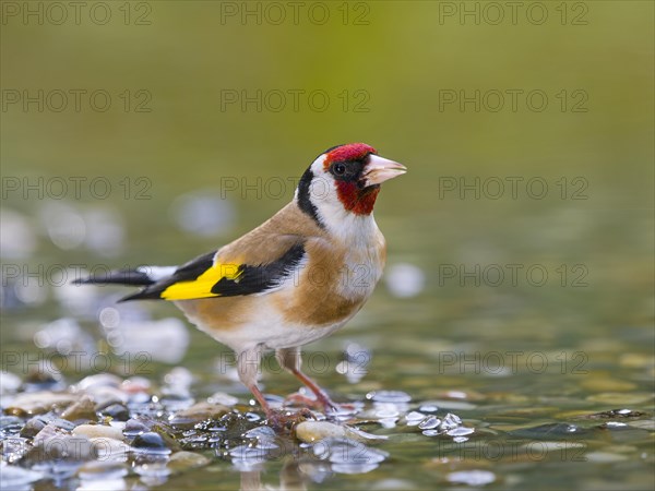 Goldfinch