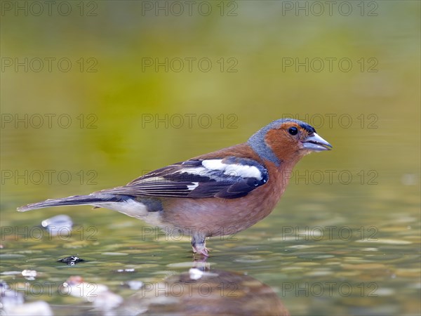 Common chaffinch