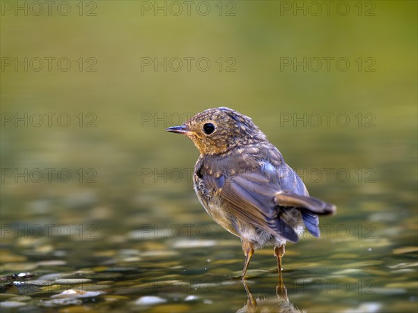 European robin