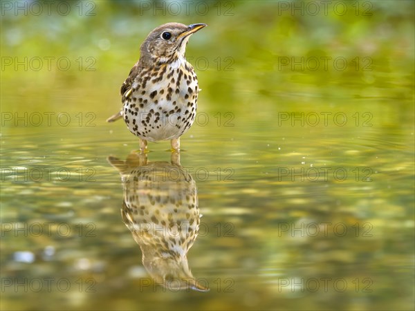 Song Thrush