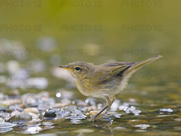 Common Chiffchaff