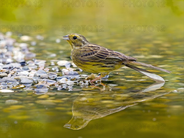 Yellowhammer