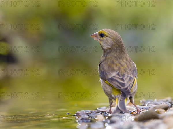 European greenfinch