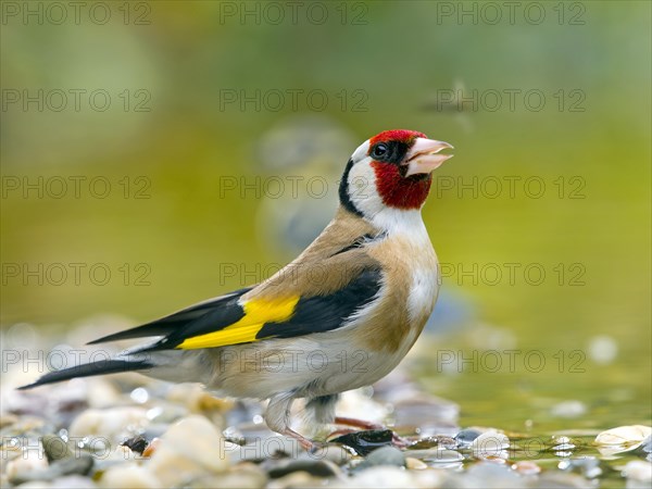 Goldfinch