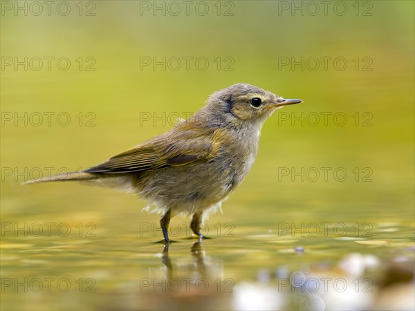 Common Chiffchaff