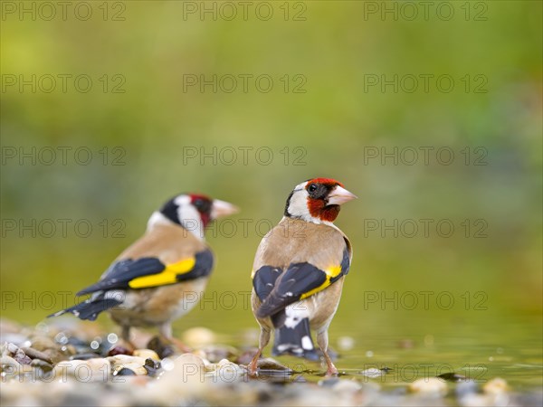 Goldfinch