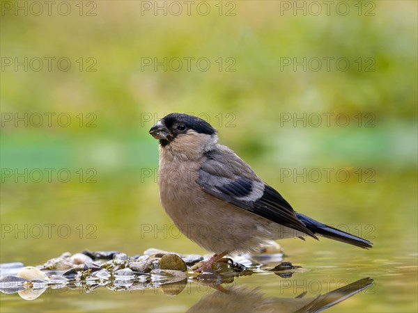 Eurasian bullfinch