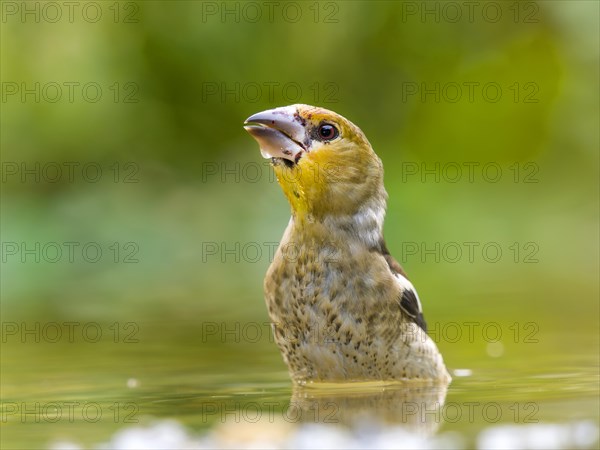 Hawfinch