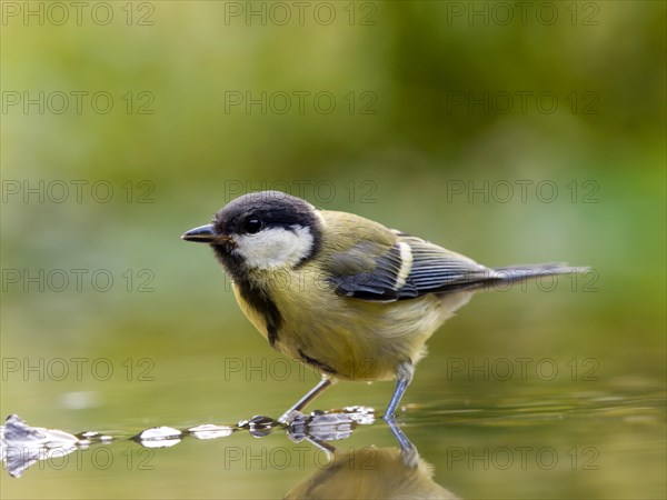 Great tit