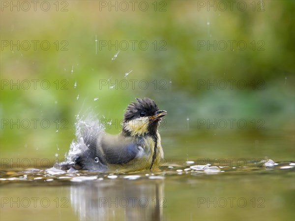 Great tit