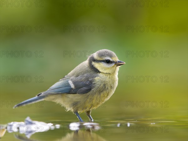 Blue tit