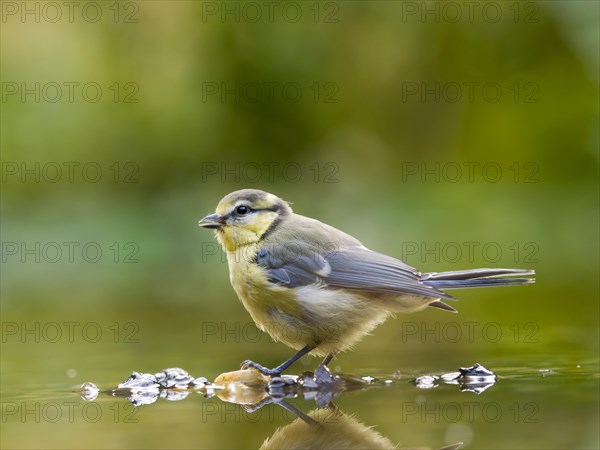 Blue tit