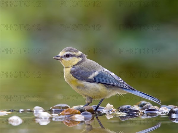 Blue tit