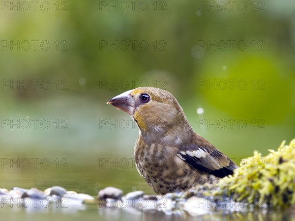 Hawfinch