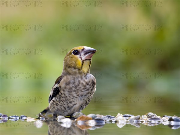 Hawfinch