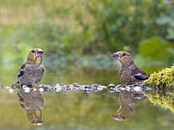 Hawfinch